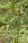 Zigzag spiderwort